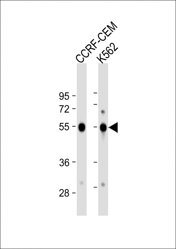 WB - GALR1 Antibody (Center) AP9346c